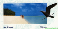 Nody tenkozob� � Lesser Noddy � Anous tenuirostris